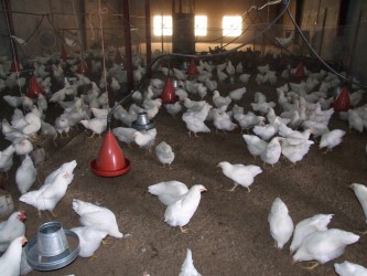 Chicken farm in Bolan, Lashkar Gah