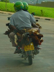 Chickens biking to market