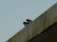 My friendly swallows