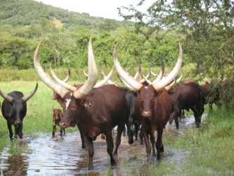 Ankole cattle