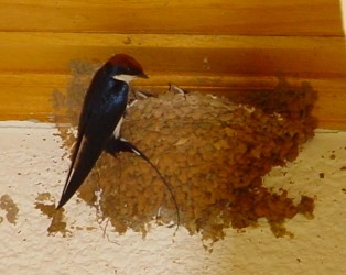 Swallow feeding young