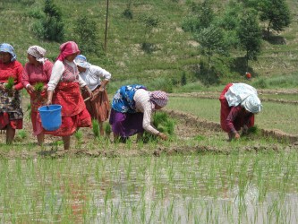 Women in the paddy fields. Credit: Sangeeta Shrestha, DFID Nepal