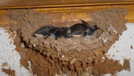 Baby Swallows