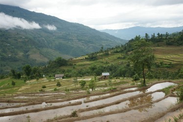 A typical paddy field (Credit: Chris Martin)