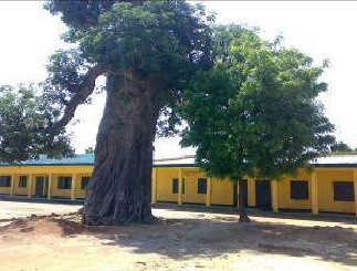 Shady baobab