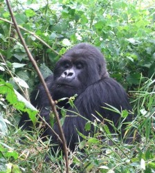 Guhonda the mountain gorilla