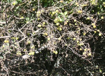 Diseased crops in Mustang. Photo credit: Sunil Pant 