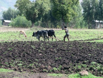 DFID is helping to improve agriculture in Ethiopia