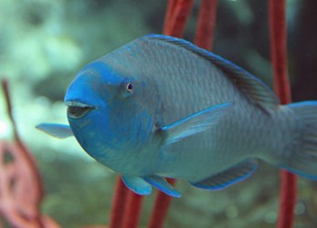 Parrot fish. Photo credit: micheleart