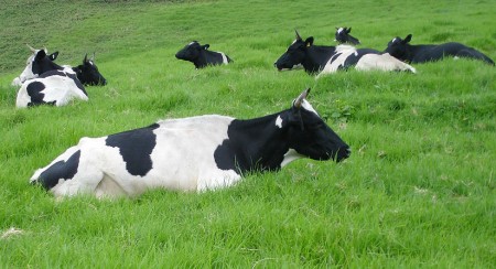 cows