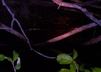 Baby caiman at night