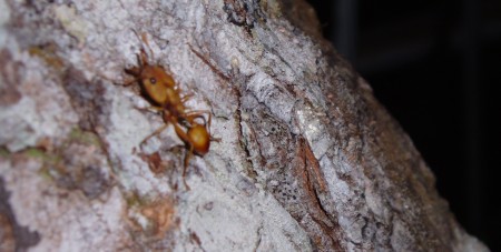 My photo of a Canopy ant