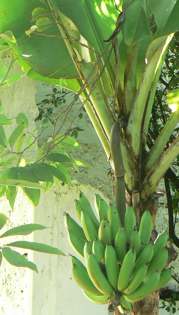 Photo of a banana tree