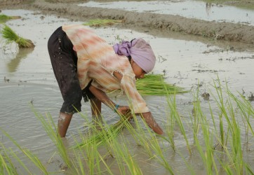 Photo of a woman in a rice paddy field