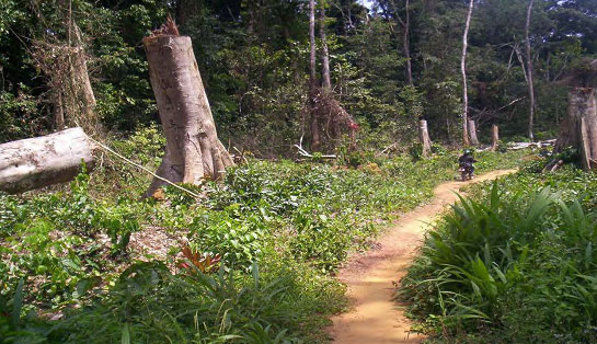 Photo of an over grown road