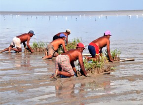 Workers stay afloat on marans while planting mangroves.