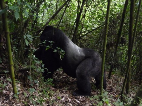 The head of one of two families in the park that have been habituated to humans