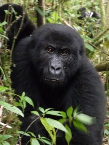 A curious young gorilla came to see what we were up to