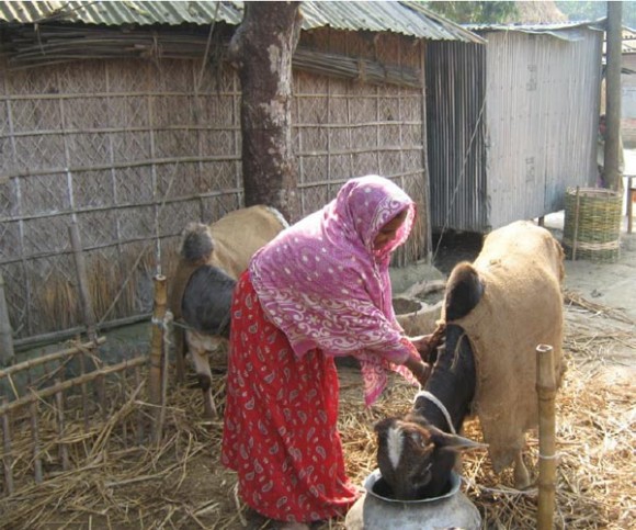 A girl looking after her goat