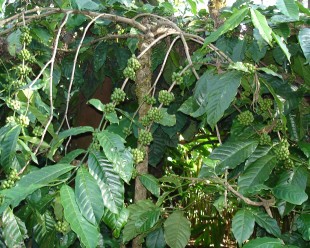 Coffee Plant Robusta. Picture: Wikimedia commons.