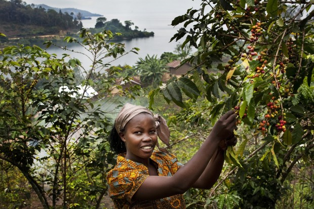 Bichera Ntamwinsa, 23 picks berries from her coffee plants in Bukavu. Picture: UNESCO/Tim Driven/Panos.