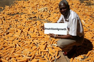 Mr Maybin Mwinga, a 72-year-old farmer living in the village of Waterfalls, Lusaka in Zambia playing his part in improving the nutrition of his community by growing micronutrient rich crops like orange maize - developed by UK aid partner HarvestPlus in collaboration with CIMMYT. Picture: HarvestPlus