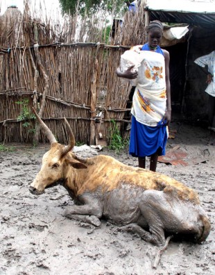 Nibol with one of her cows. Picture: Henry Donati/DFID