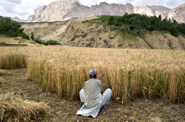 An Afghan farmer harvests wheat. Picture: Iva Zimova/Panos